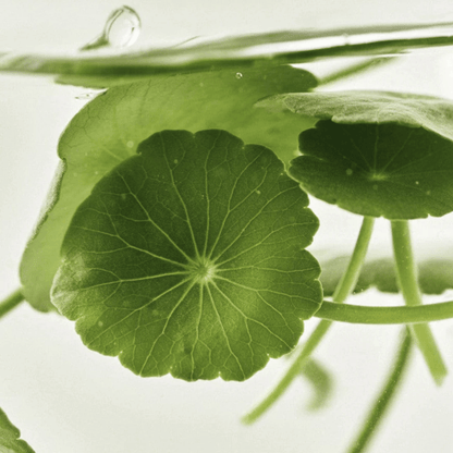 Beauty of Joseon Light on Serum Centella + Vita C