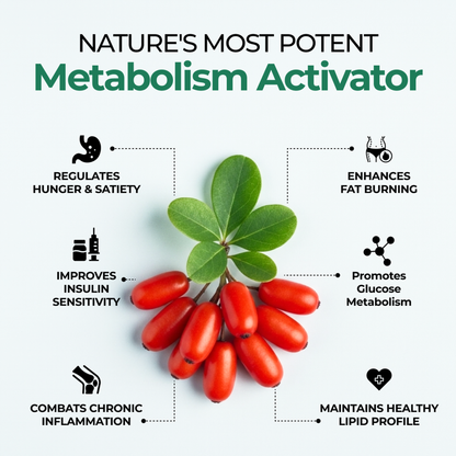 Berberine gummies benefits infographic metabolism activator regulates hunger and improves insulin sensitivity