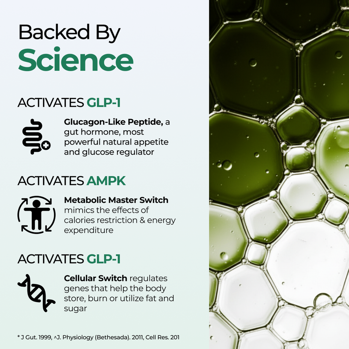 Berberine HCL backed by science activating GLP-1 and AMPK for glucose metabolism and fat burning
